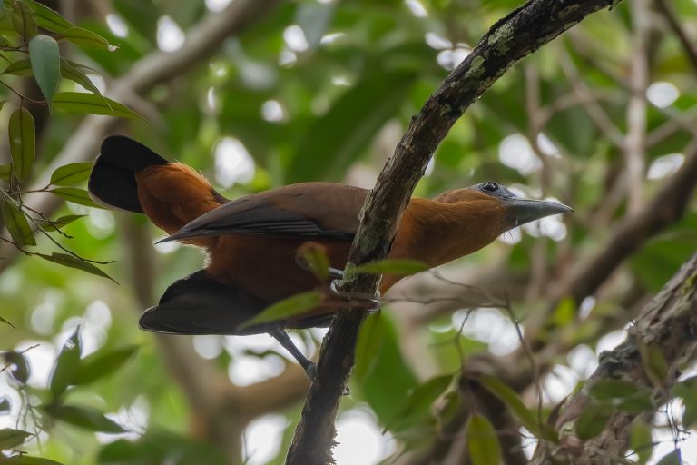 Capuchinbird (Perissocephalus tricolor) - Sabanita Reserve - Inírida with Birding Experience