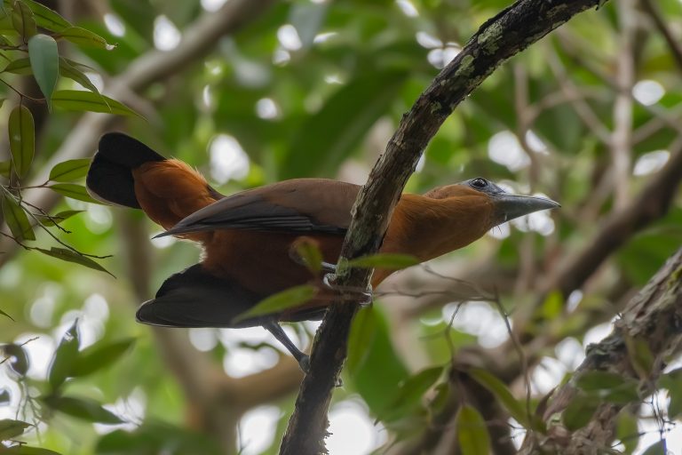 Coracine chauve (Perissocephalus tricolor) - Sabanita Reserve - Inírida, Les forêts de sable blanc de Colombie. avec Birding Experience