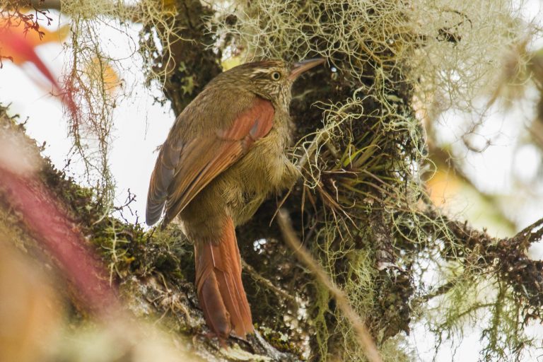 Streak-capped Spinetail (Cranioleuca hellmayri) - Perija - Sabana Rubia - From Santa Marta to Perija with Birding Experience