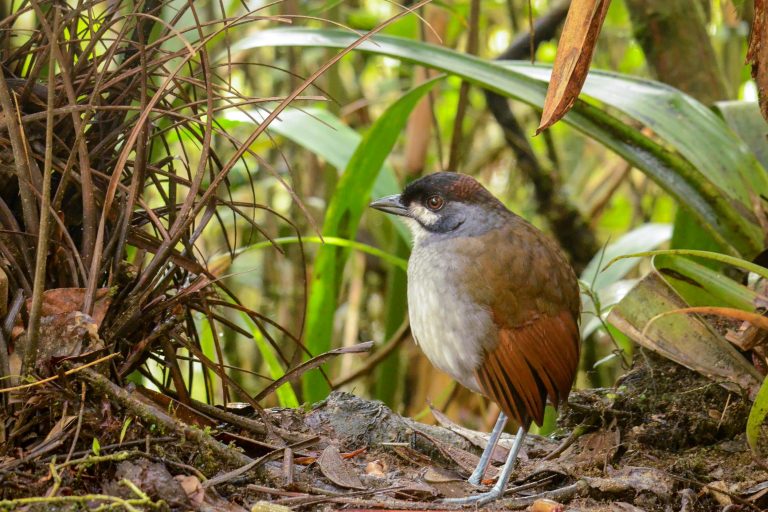 Voyages d’observation ornithologique - Endémiques de Tumbes et Andes du sud avec Birding Experience