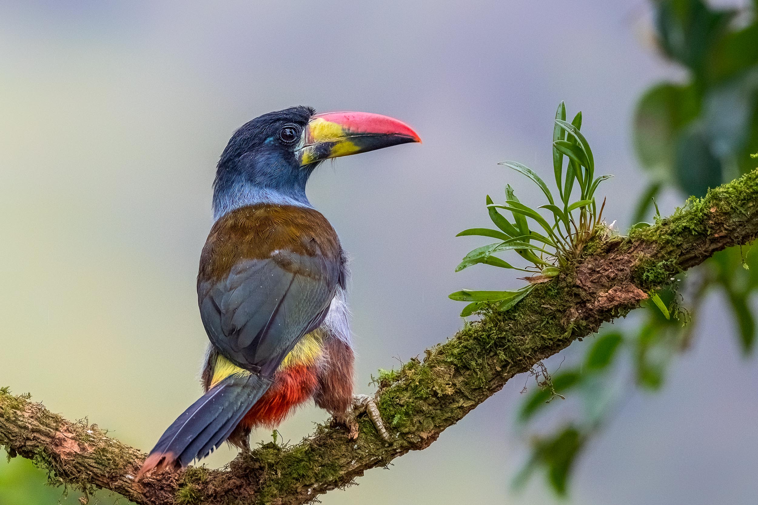 Notre Catalogue de voyages ornithologiques en Amérique du sud