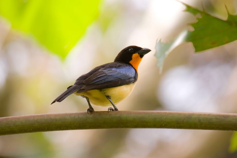 Yankuam - Tumbesian endemics and southern Andes with Birding Experience