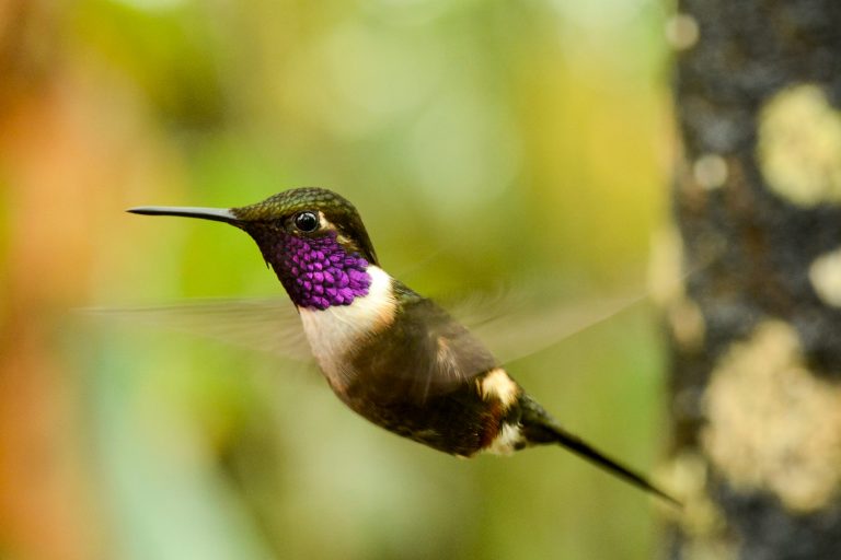 Colibri de Fanny (Myrtis fanny) - Quito - Alambi - Bellavista - Du Chocó au Yasuni avec Birding Experience