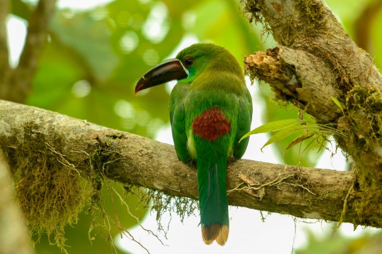 Toucanet à croupion rouge (Aulacorhynchus haematopygus) - Forêts de nuages - Du Chocó au Yasuni avec Birding Experience