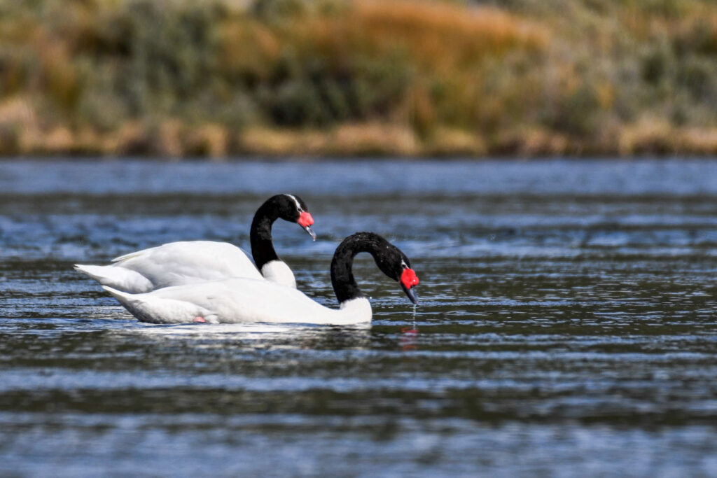 Black-necked Swan – PN Tierra de Fuego
