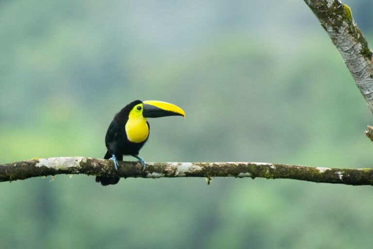 Rio Silanche Bird Sanctuary - In the heart of the Andean Chocó - Slow Birding with Birding Experience