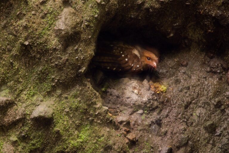 Guacharo des cavernes (Steatornis caripensis) - Paz de las Aves - Grotte des Guacharos - Mashpi - Des deux côtés des Andes équatoriennes avec Birding Experience