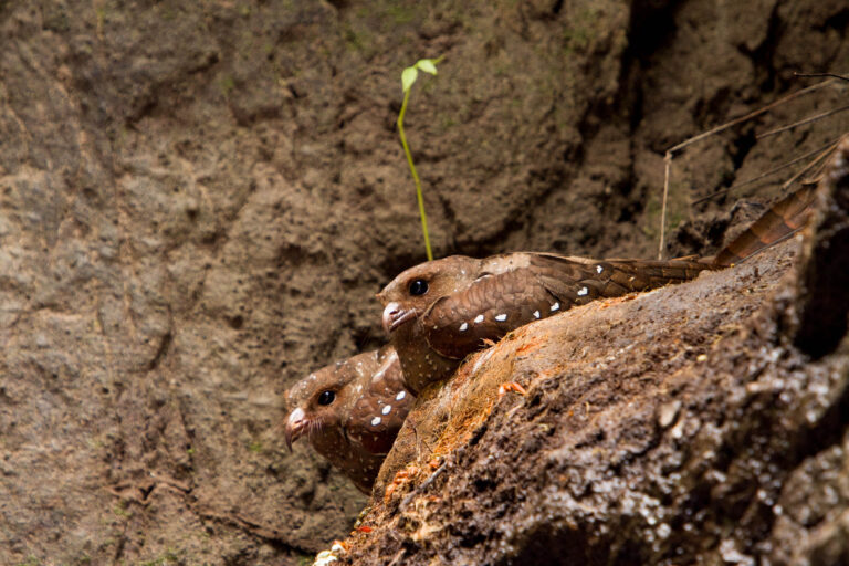 Oilbird (Steatornis caripensis) - Amagusa - Oilbird Cave - Paz de las Aves - On both sides of the Andes with Birding Experience