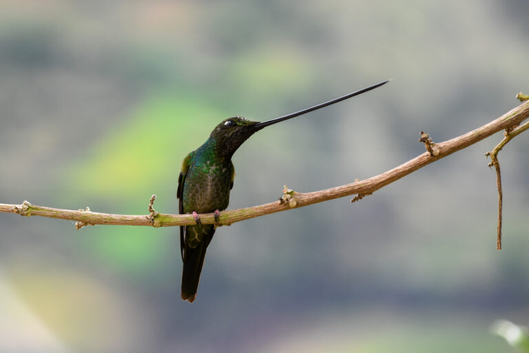 Colibri porte-épée (Ensifera ensifera) - Guango - San Isidro - Des deux côtés des Andes équatoriennes avec Birding Experience