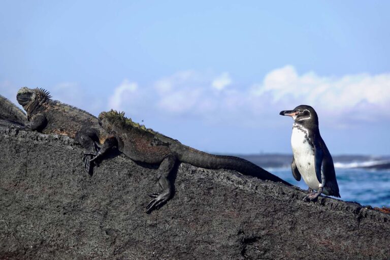 François Lambelet - Croisière spéciale ornitho aux Galápagos