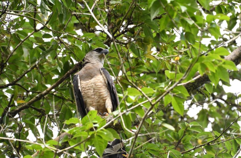 TORTÍ - METETÍ - Panama - Les oiseaux de l'isthme avec Birding Experience
