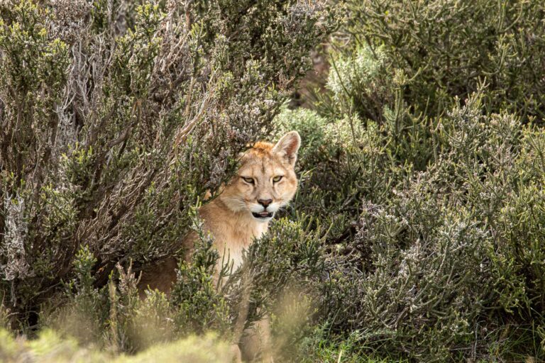 Puma (Puma concolor) - Cerro Sombrero - San Gregorio - Parc national Pali Aike - Aux confins de la Patagonie – Argentine-Chili avec Birding Experience