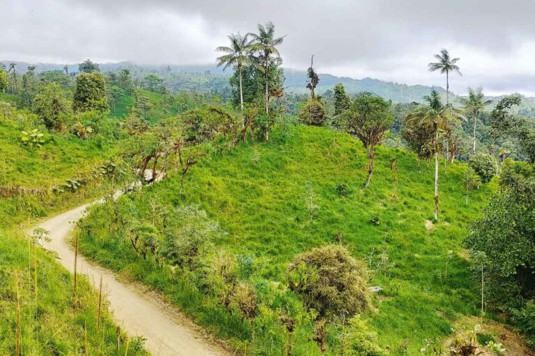 Johan Konsman - From Chocó to Yasuni