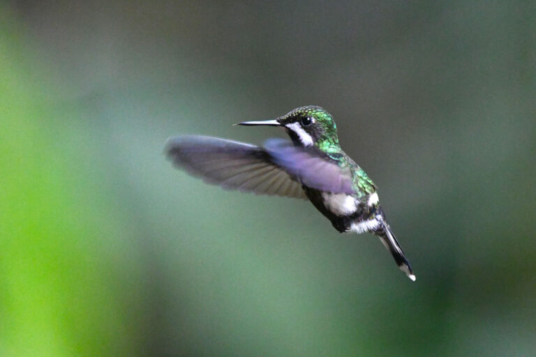 Ghislaine & Gui Hamelin - Tumbesian endemics and southern Andes