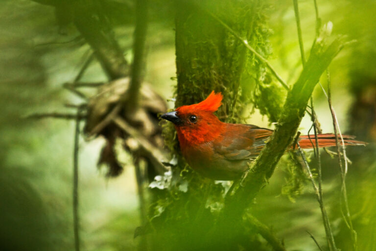Habia à crête rouge (Habia cristata), endémique de Colombie - BOSQUE DE NIEBLA - DOÑA DORA - DES ANDES CENTRALES AU CHOCÓ avec Birding Experience