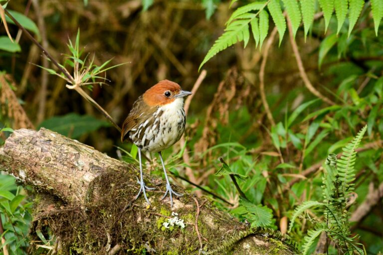 Grallaire à tête rousse (Grallaria ruficapilla) - RIO BLANCO - DES ANDES CENTRALES AU CHOCÓ avec Birding Experience