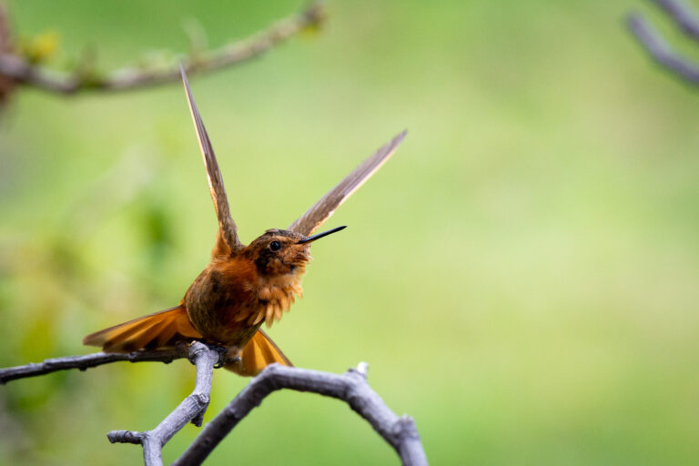 Colibri étincelant (Aglaeactis cupripennis) - Chakana - Antisana - Equateur: Les oiseaux en image avec Birding Experience