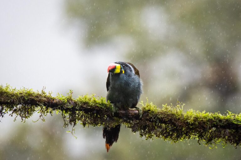 Toucan bleu (Andigena hypoglauca) - Guango - San Isidro - Des deux côtés des Andes équatoriennes avec Birding Experience