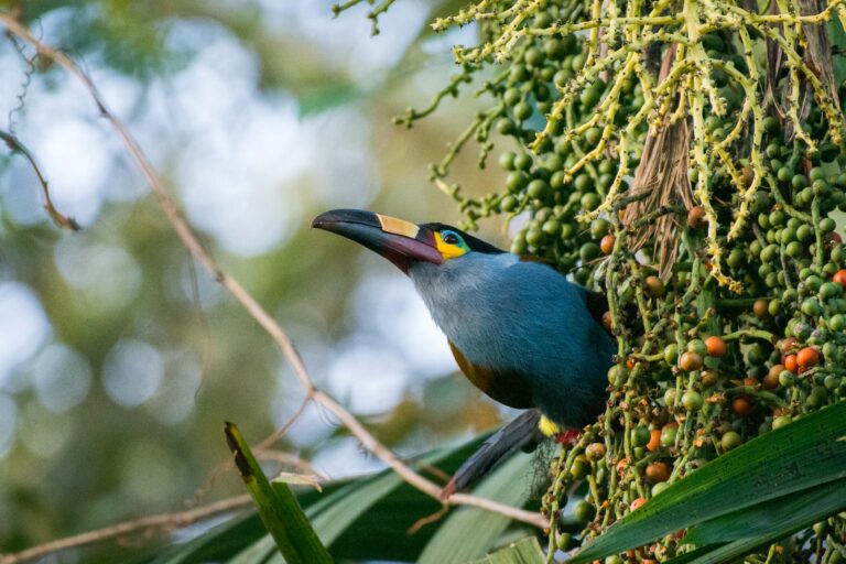 Bellavista Cloud forest - In the heart of the Andean Chocó - Slow Birding with Birding Experience