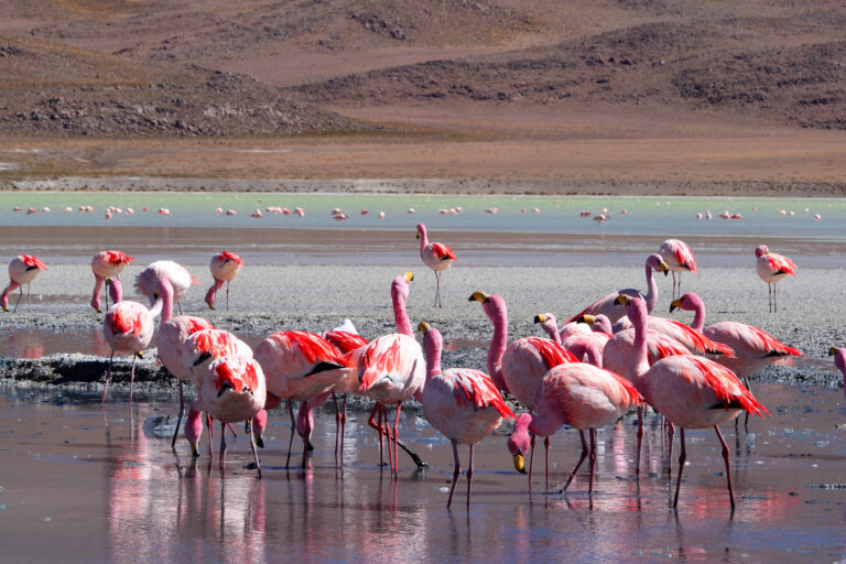 Destination Bolivia birdwatching tours with Birding Experience
