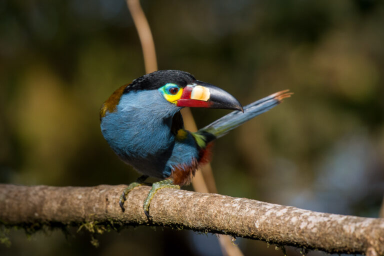 Santa Rosa - Vallée de Tandayapa - Equateur: Les oiseaux en image avec Birding Experience