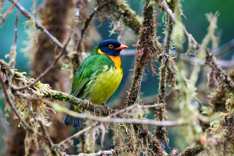 Amagusa and Mashpi valley - On both sides of the Andes with Birding Experience
