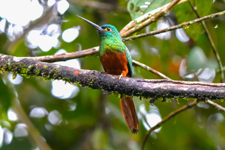 WildSumaco – Quito - On both sides of the Andes with Birding Experience
