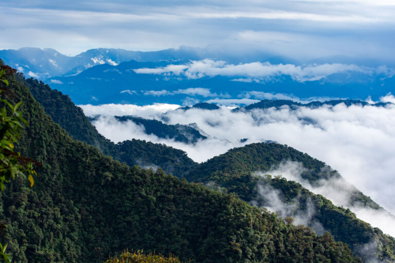 In the heart of the cloud forests - On both sides of the Andes with Birding Experience