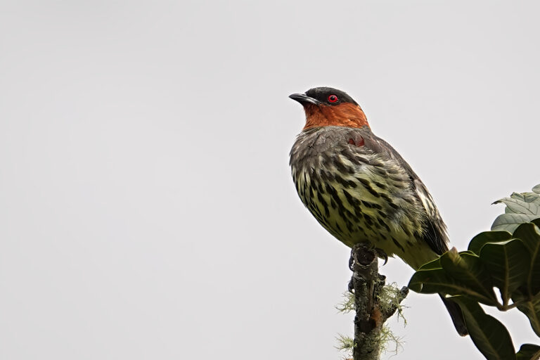 Birding tours - Bolivian Andean Endemics with Birding Experience