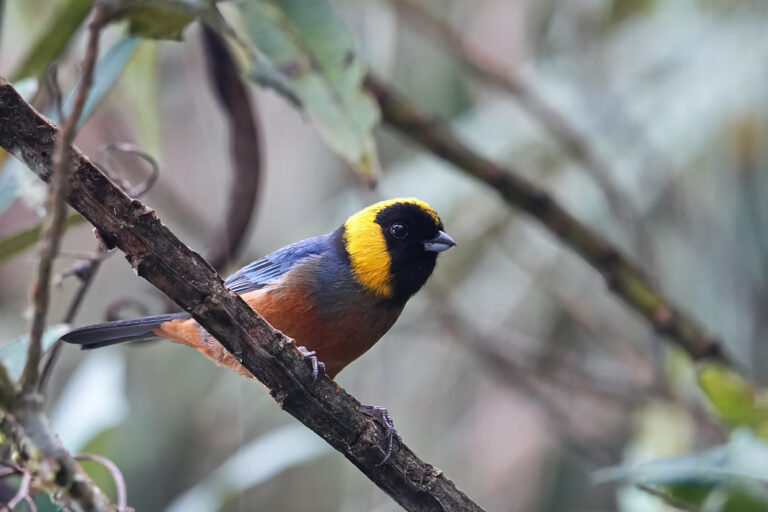 Birding tours - Bolivian Andes to Amazon Adventure with Birding Experience
