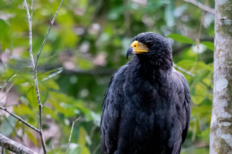 Buse noire (Buteogallus anthracinus) - TORTÍ - SAN FRANCISCO - Panama - Les oiseaux de l'isthme avec Birding Experience