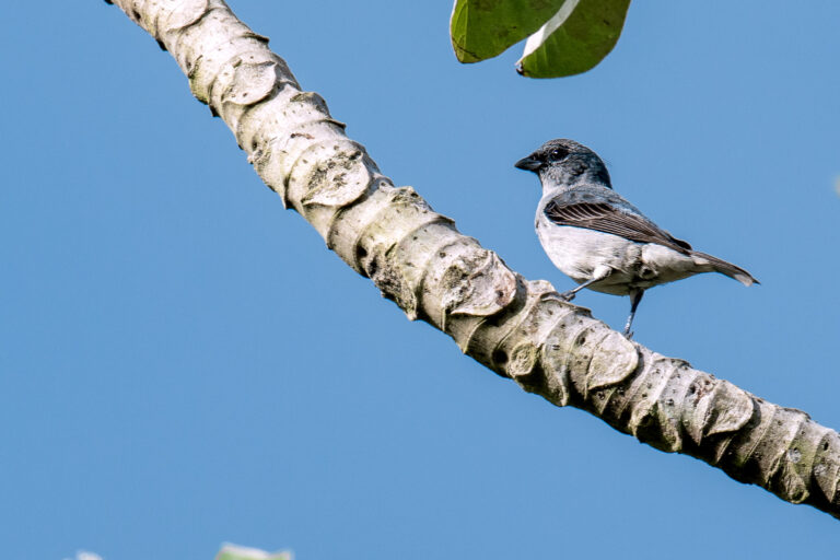 Calliste gris (Tangara inornata) - TORTÍ - SAN FRANCISCO - Panama - Les oiseaux de l'isthme avec Birding Experience