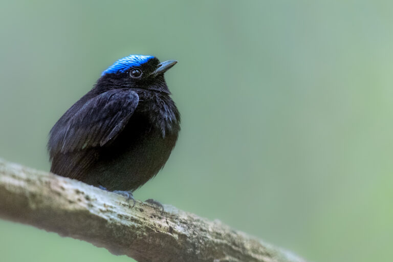 Manakin velouté (Lepidothrix velutina) - TORTÍ - SAN FRANCISCO - Panama - Les oiseaux de l'isthme avec Birding Experience