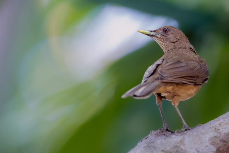 Merle fauve (Turdus grayi) - METETÍ - PANAMA CITY - Panama - Les oiseaux de l'isthme avec Birding Experience