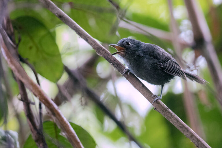 Myrmidon ardoisé (Myrmotherula schisticolor) - VIEILLE ROUTE DE GAMBOA & ROUTE PLANTATION - Panama - Les oiseaux de l'isthme avec Birding Experience