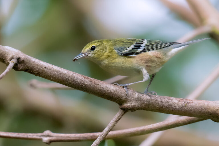 Paruline à poitrine baie (Setophaga castanea) - TORTÍ - METETÍ - Panama - Les oiseaux de l'isthme avec Birding Experience
