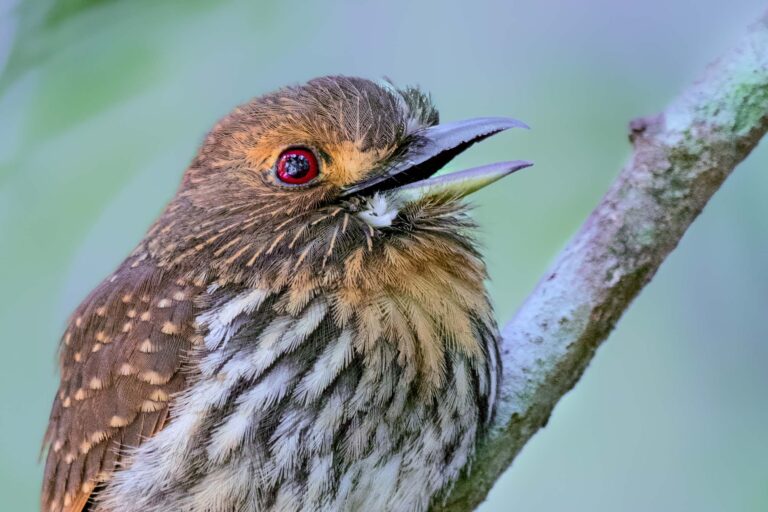 Tamatia de Lafresnaye (Malacoptila panamensis) - CERRO AZUL- BAYANO - RIO TORTÍ - Panama - Les oiseaux de l'isthme avec Birding Experience