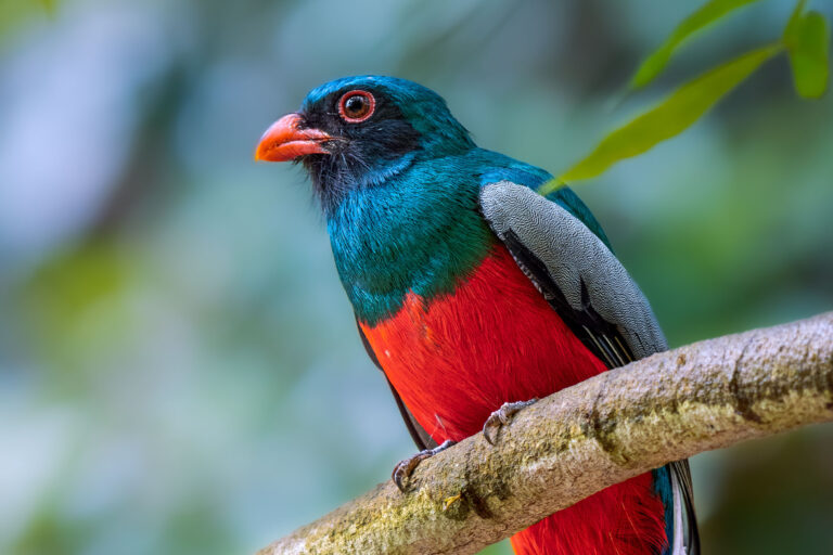 Trogon de Masséna (Trogon massena) - VIEILLE ROUTE DE GAMBOA & ROUTE PLANTATION - Panama - Les oiseaux de l'isthme avec Birding Experience