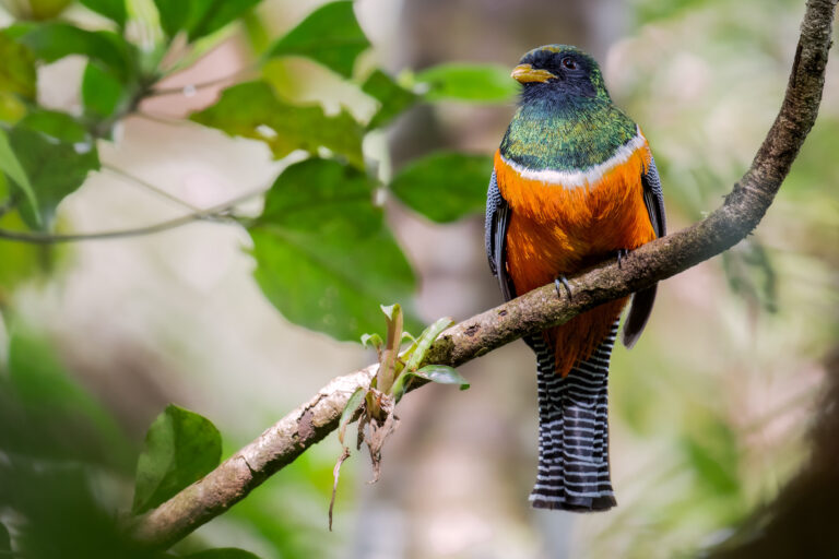 Trogon Rosalba (Trogon collaris) - ARRIVÉE A PANAMA CITY - Panama - Les oiseaux de l'isthme avec Birding Experience