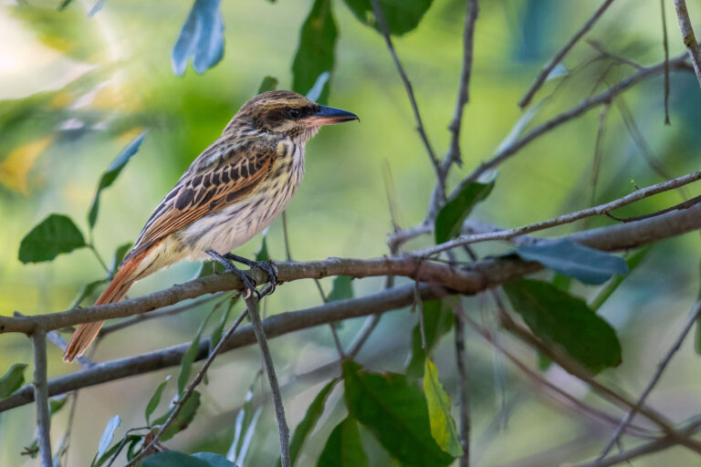 Tyran audacieux (Myiodynastes maculatus) - METETÍ - PANAMA CITY - Panama - Les oiseaux de l'isthme avec Birding Experience