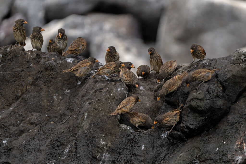 Flock of Vampire Ground-Finch in Wolf Island, Galápagos