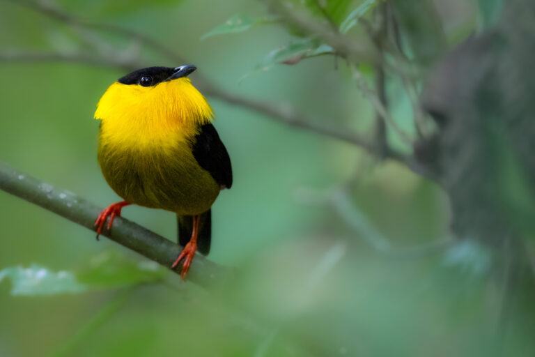 Destination Panama birdwatching tours - Panama – The Birds of the Isthmus with Birding Experience